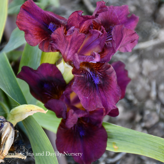 Wee Stroll - Dwarf Bearded Iris