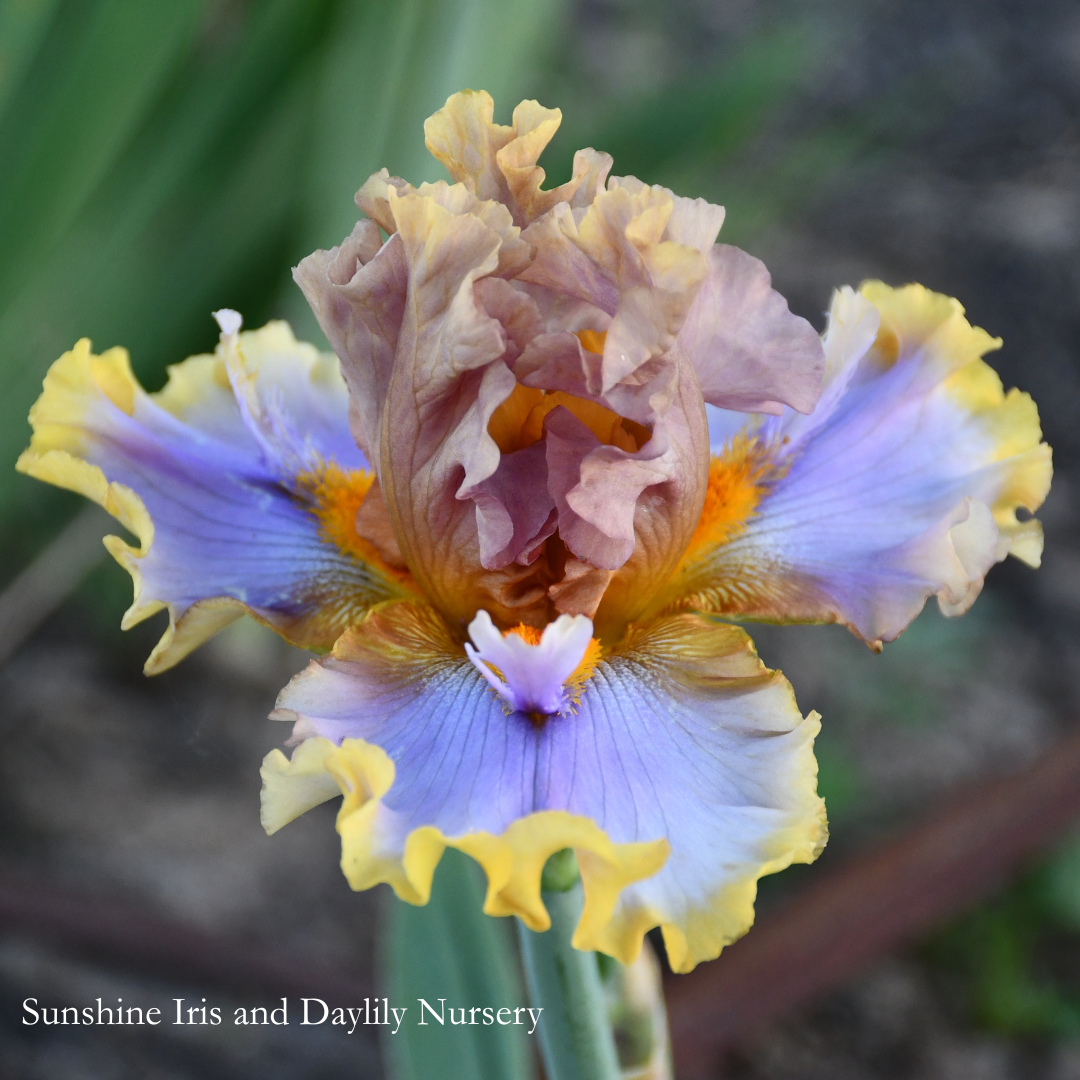 Western Edge - Tall Bearded Iris