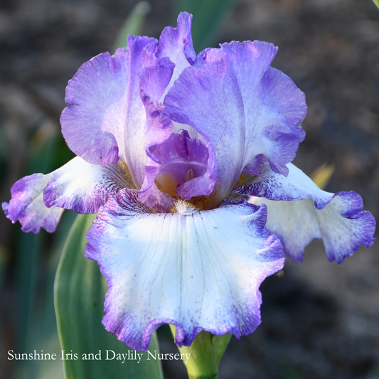 Willandra - Tall Bearded Iris