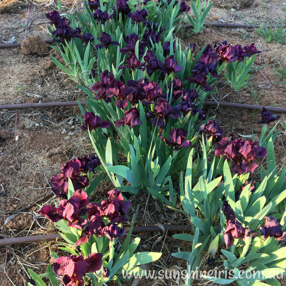 Wine Light - Dwarf Bearded Iris