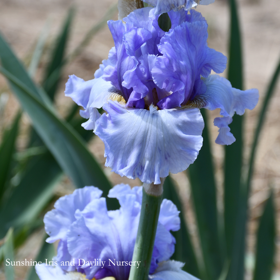 Wishful Thinking - Tall Bearded Iris