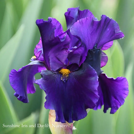 Witches Sabbath - Tall Bearded Iris Sunshine Iris Nursery