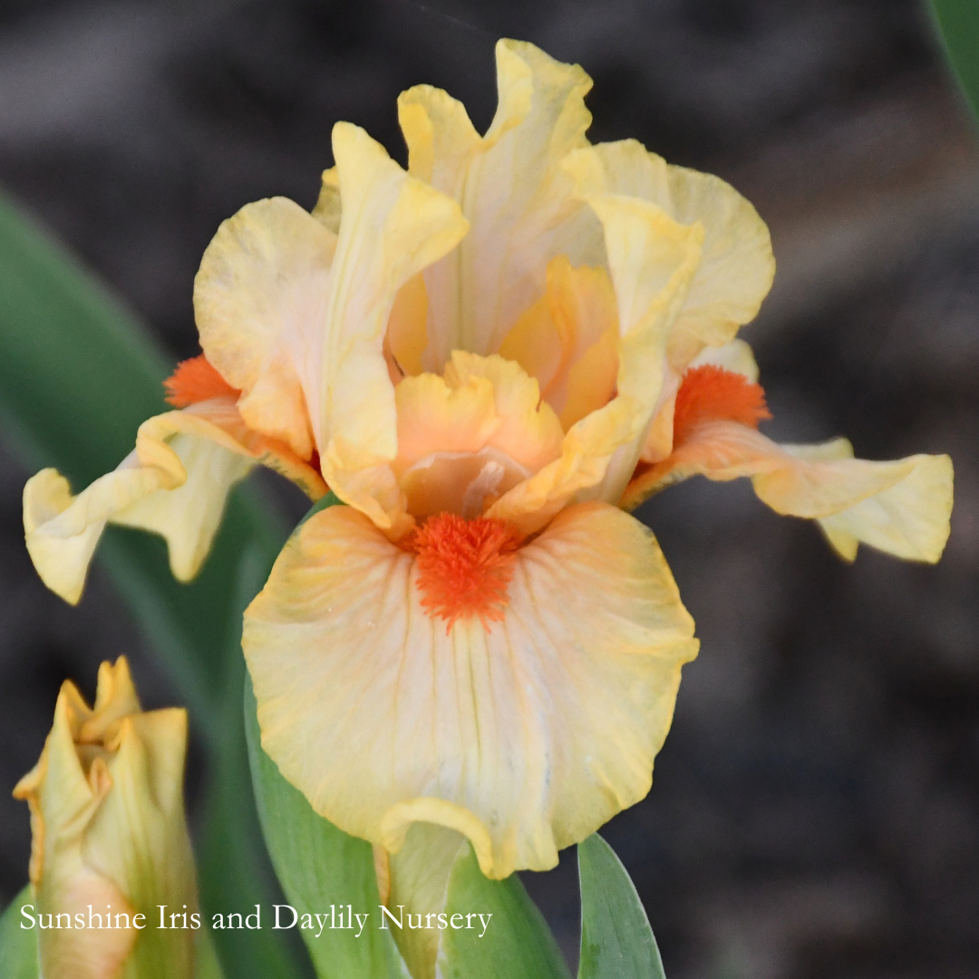 Alliteration - Intermediate Bearded Iris