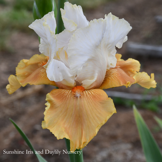 Amber Snow - Tall Bearded Iris
