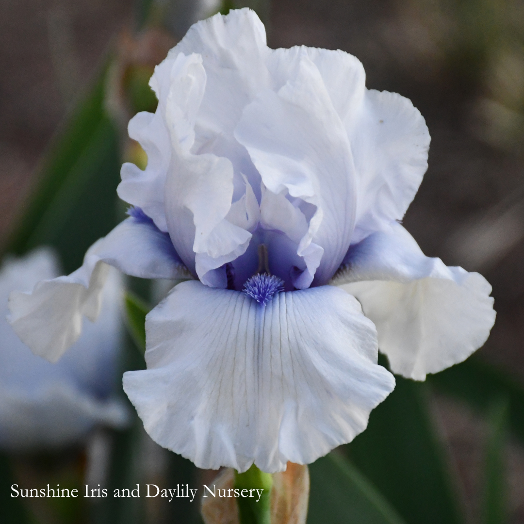 Autograph - Tall Bearded Iris
