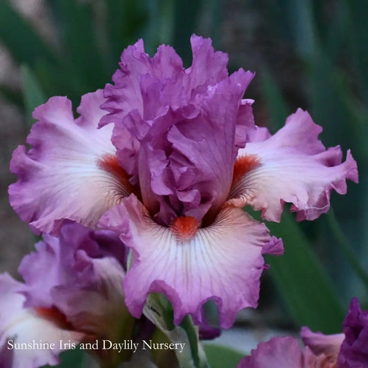 Avona - Tall Bearded Iris Sunshine Iris Nursery