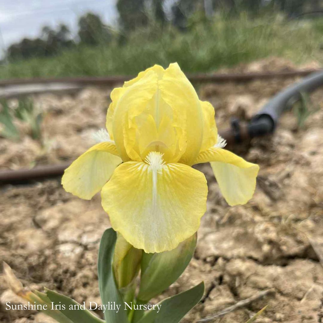Baby Blessed - Dwarf Bearded Iris