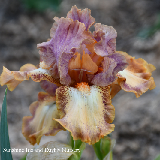 Backchat - Intermediate Bearded Iris