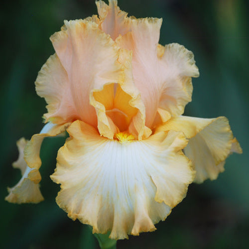Barbara My Love - Tall Bearded Iris