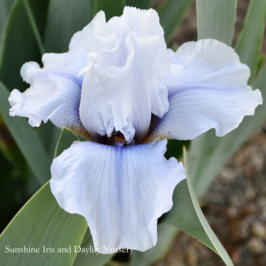 Beau Zam - Tall Bearded Iris