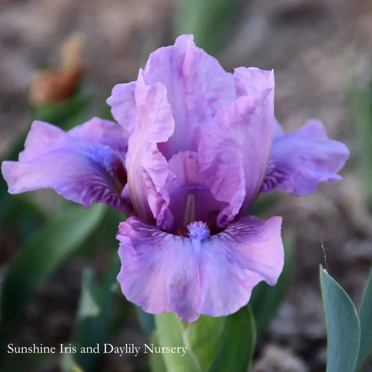 Befitting - Dwarf Bearded Iris Sunshine Iris Nursery