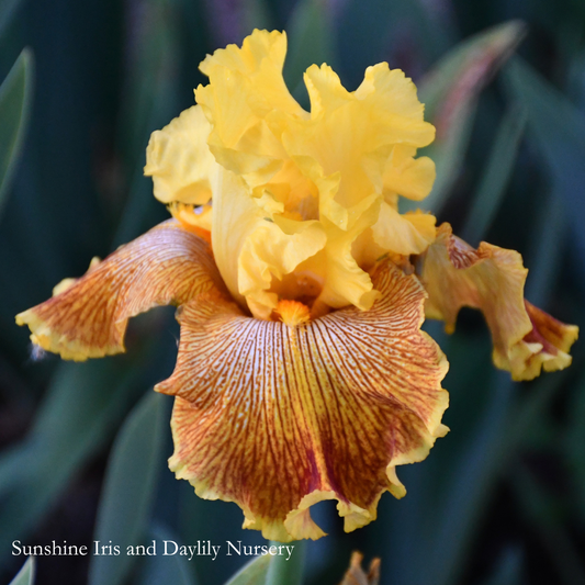 Bengal Tiger - Tall Bearded Iris