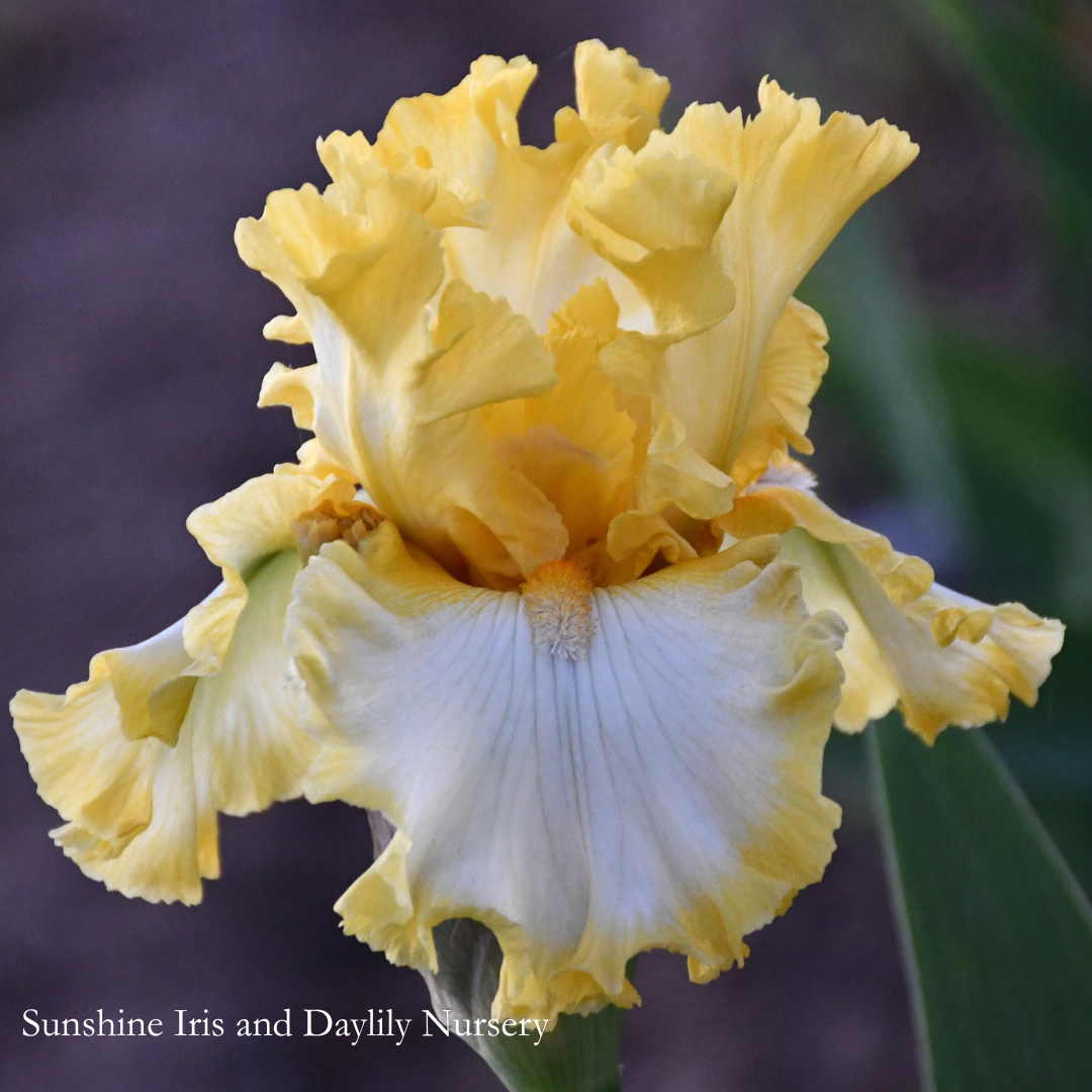 Bequest - Tall Bearded Iris