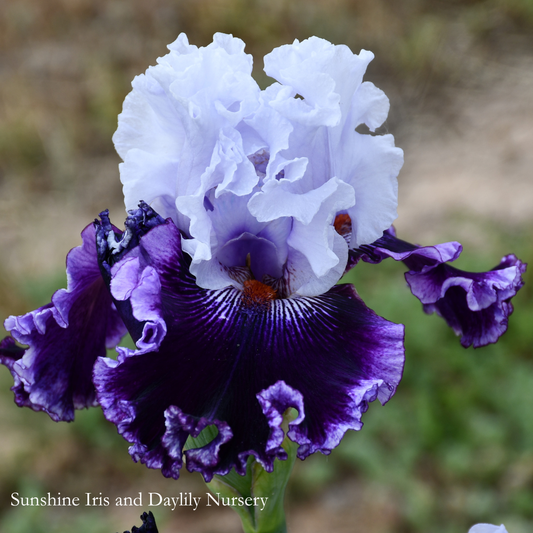 Billowing Robes - Tall Bearded Iris