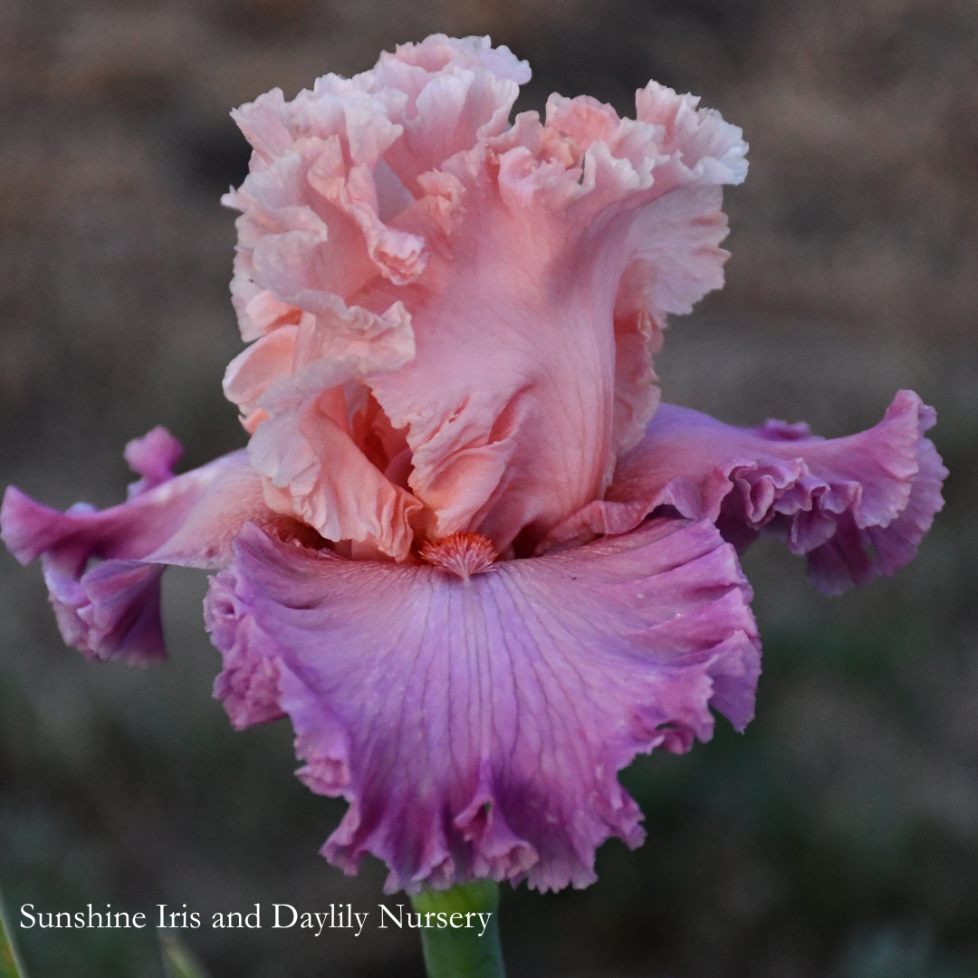 Bowled Over - Tall Bearded Iris