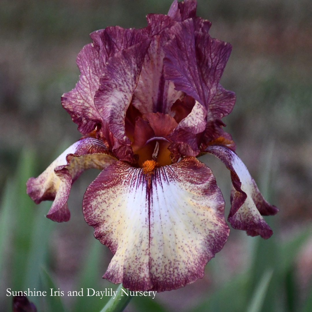 Burgundy Brown - Tall Bearded Iris