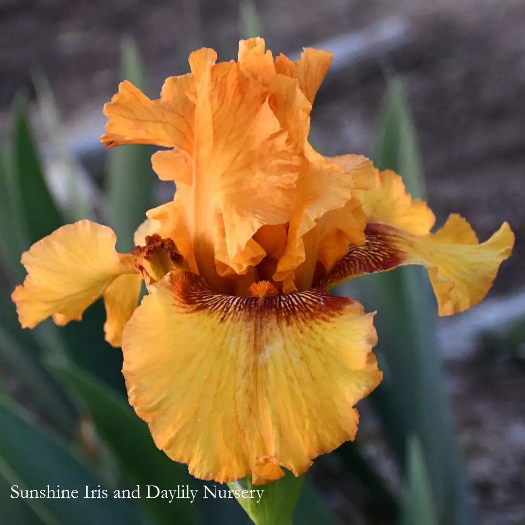 Burst - Tall Bearded Iris Sunshine Iris Nursery