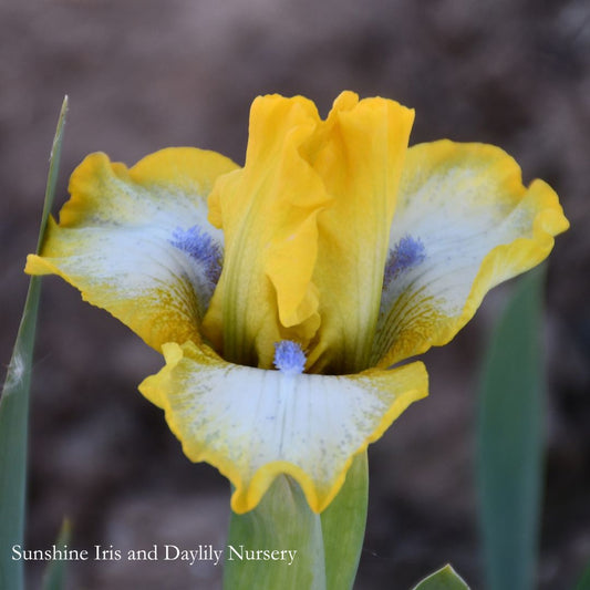 Buttered - Dwarf Bearded Iris Sunshine Iris Nursery
