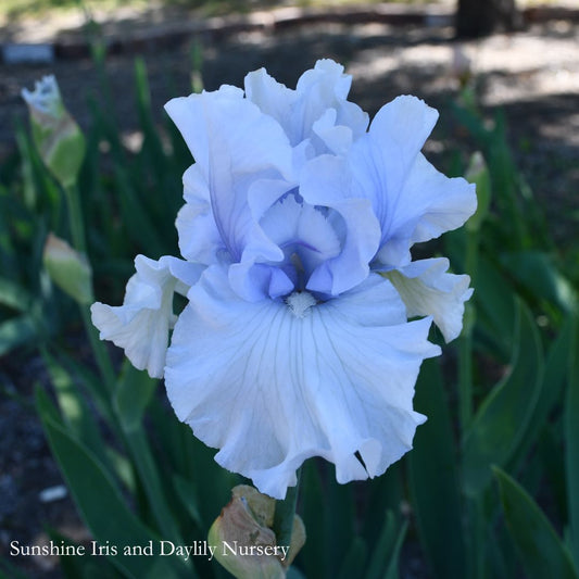 Cafe Bleu - Tall Bearded Iris