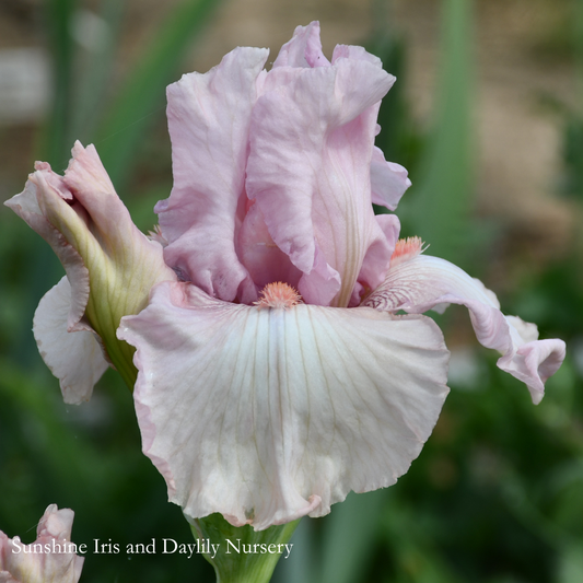 Cherished - Tall Bearded Iris