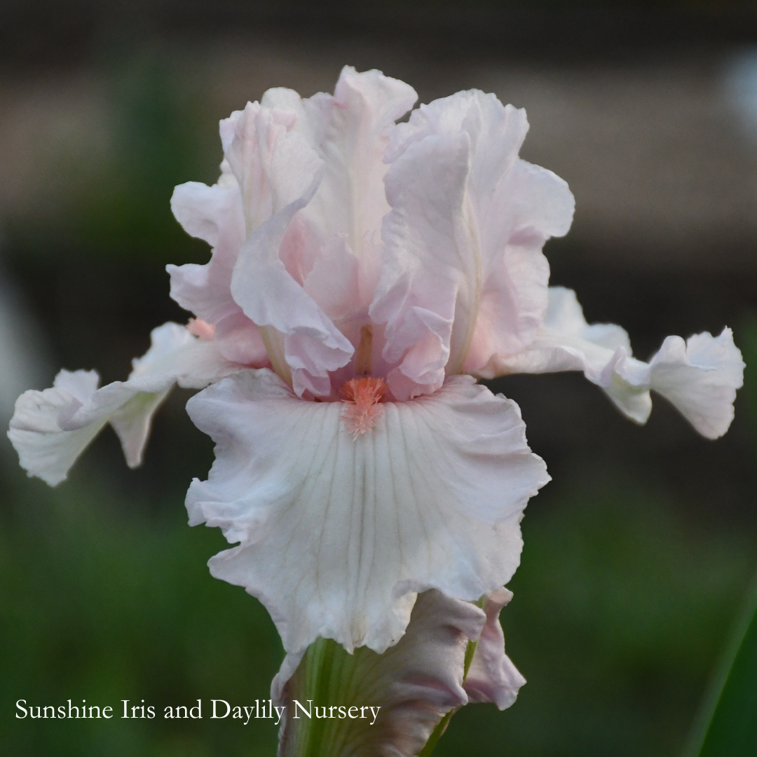 Choir Girl - Tall Bearded Iris