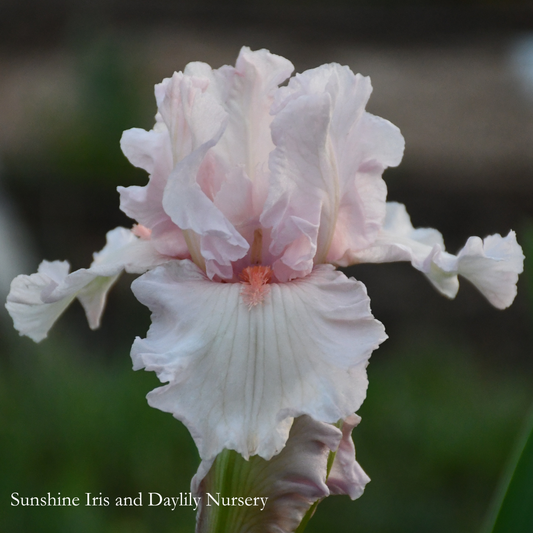 Choir Girl - Tall Bearded Iris
