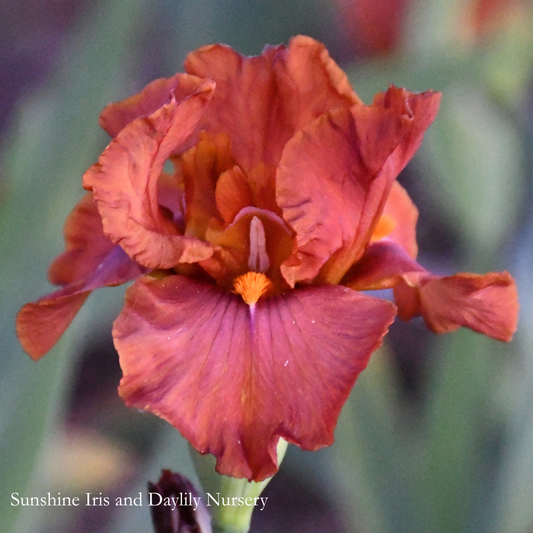 Coming Alive - Tall Bearded Iris