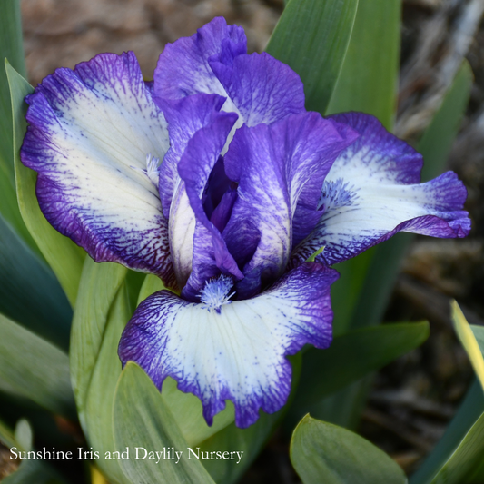 Dark Rings - Dwarf Bearded Iris