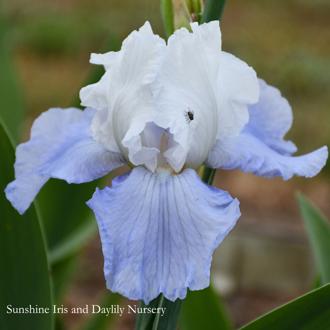 Dover Beach - Tall Bearded Iris