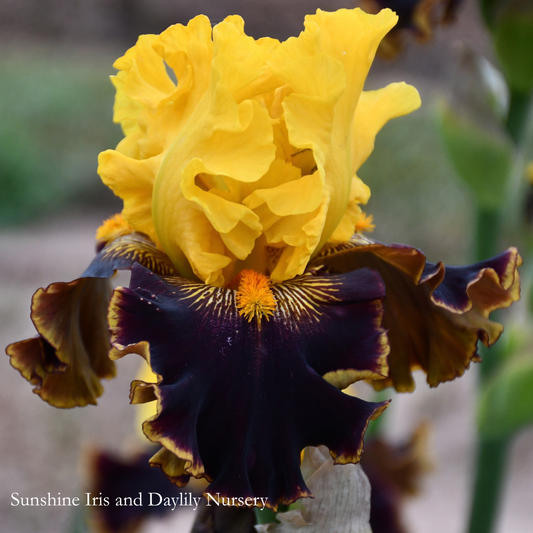Early Encounter - Tall Bearded Iris