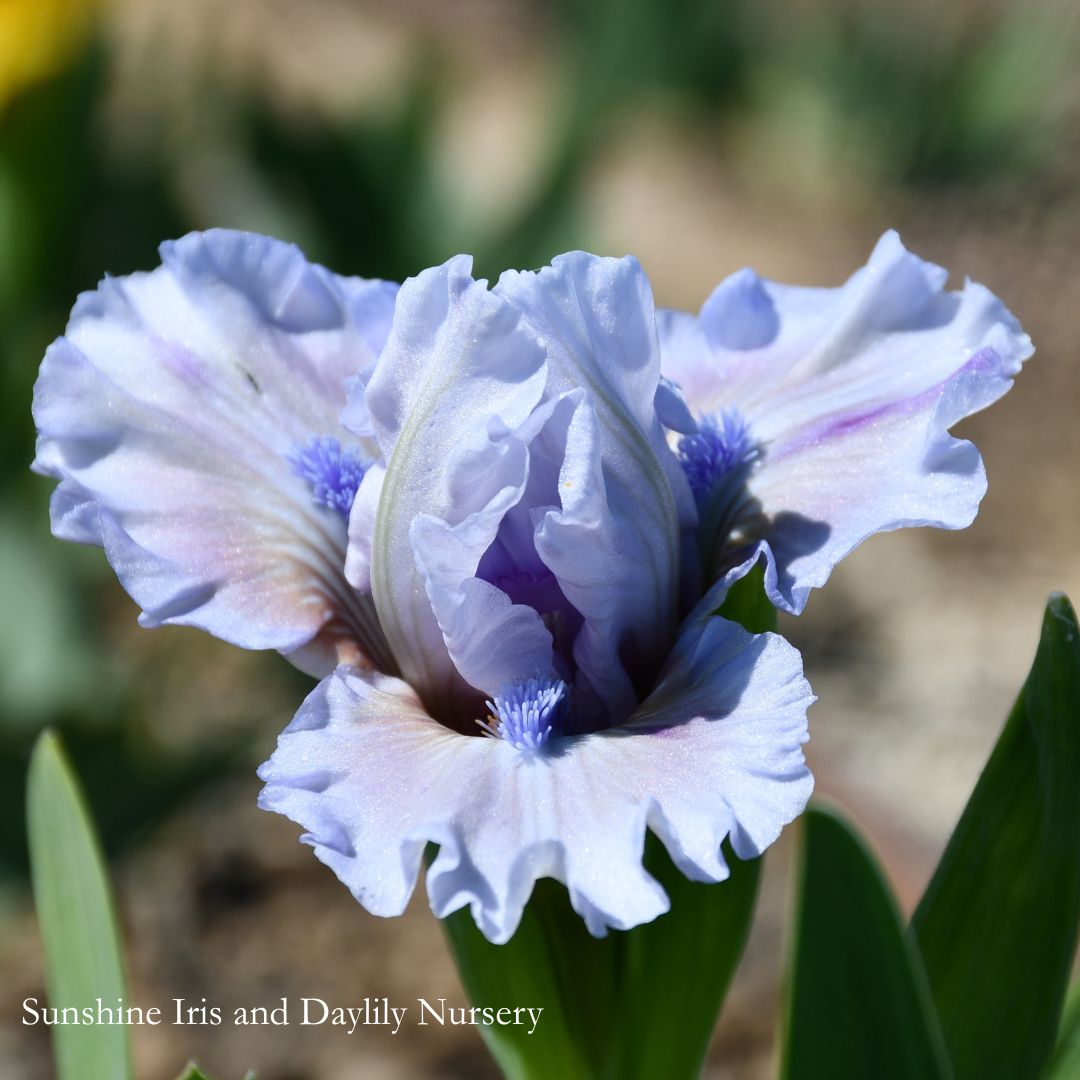 Elegant Cashmere - Dwarf Bearded Iris Sunshine Iris Nursery