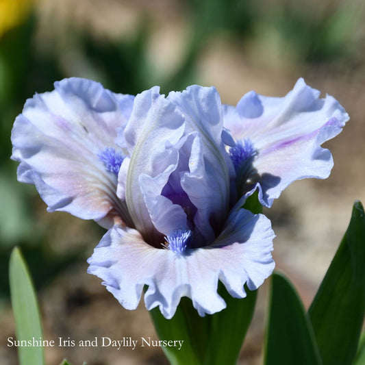 Elegant Cashmere - Dwarf Bearded Iris Sunshine Iris Nursery