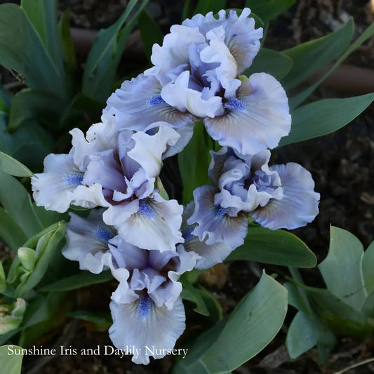 Elegant Cashmere - Dwarf Bearded Iris Sunshine Iris Nursery
