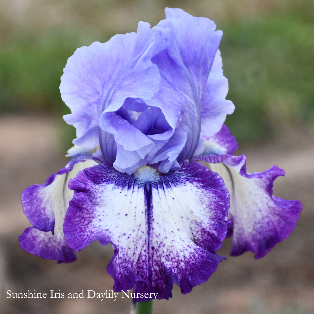 Excite Me - Tall Bearded Iris