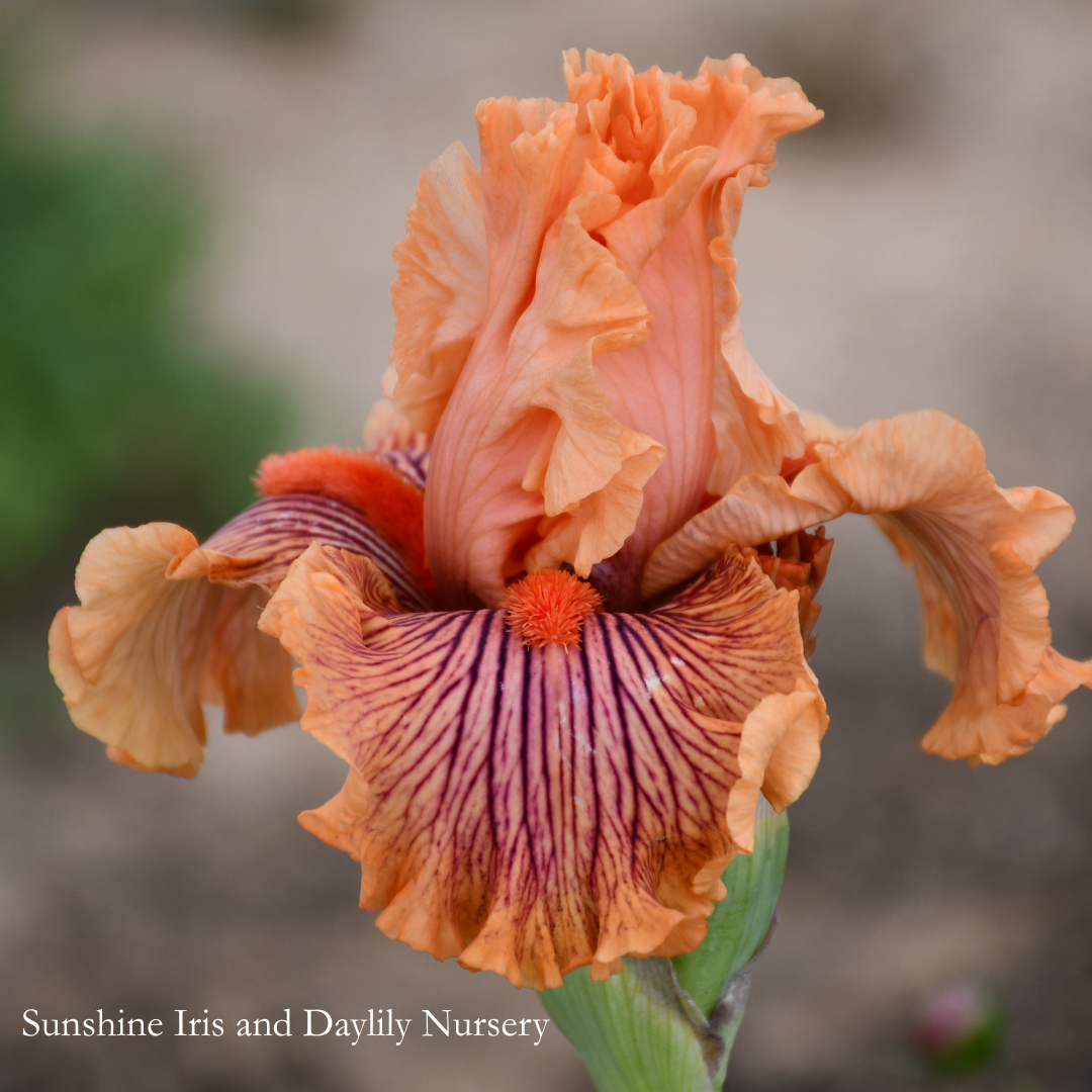 Flash Warning - Tall Bearded Iris