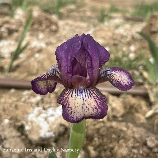 For Fun - Dwarf Bearded Iris