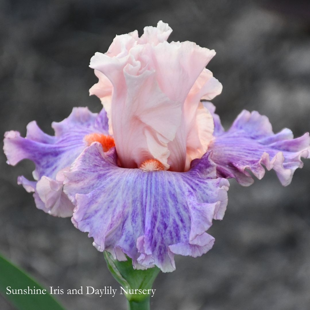 Fruited Plain - Tall Bearded Iris Sunshine Iris Nursery