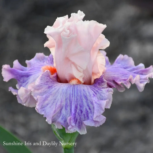 Fruited Plain - Tall Bearded Iris Sunshine Iris Nursery