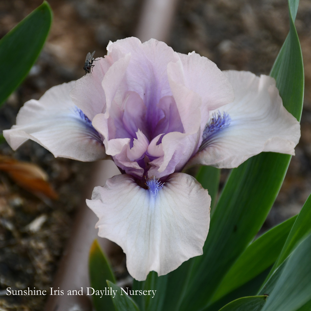 Giddy - Dwarf Bearded Iris