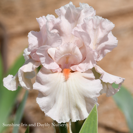 Girls Favourite - Tall Bearded Iris