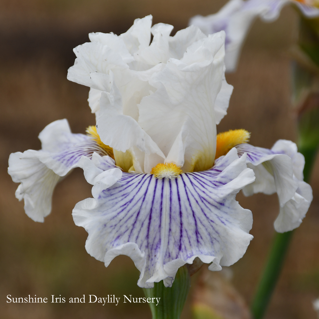 Go Loco - Tall Bearded Iris