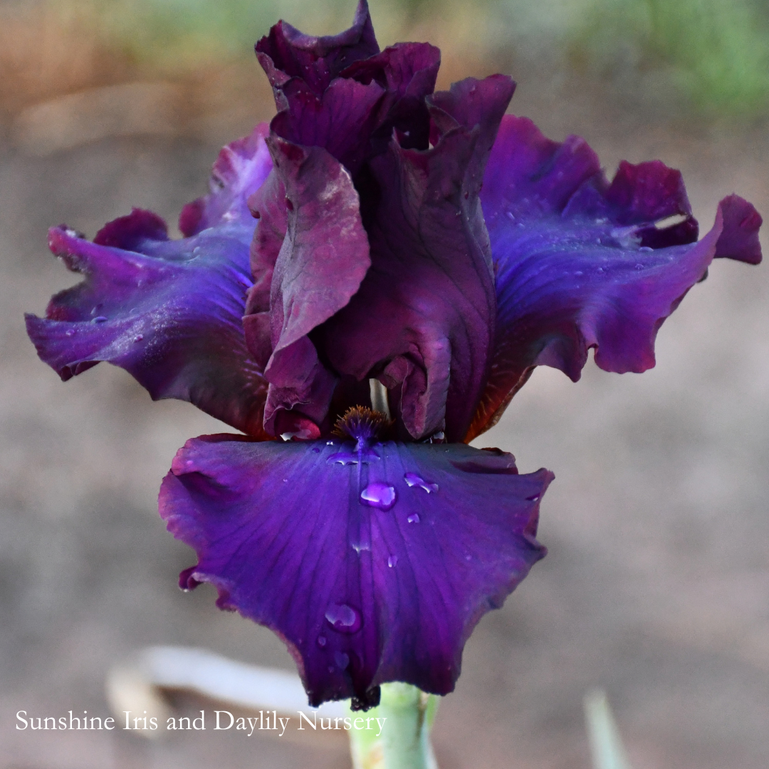Grape Expectations - Tall Bearded Iris