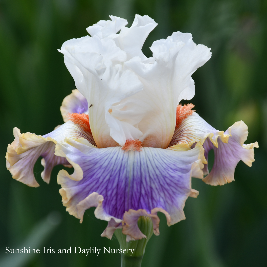 Heart Lines - Tall Bearded Iris