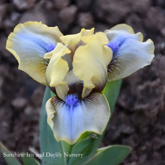 Just a Kid - Dwarf Bearded Iris Sunshine Iris Nursery