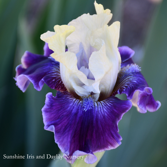 Lemlac - Intermediate Bearded Iris