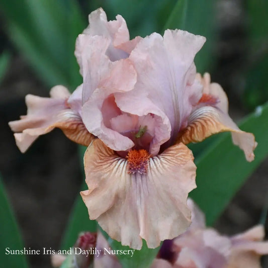 Let's Elope - Intermediate Bearded Iris Sunshine Iris Nursery