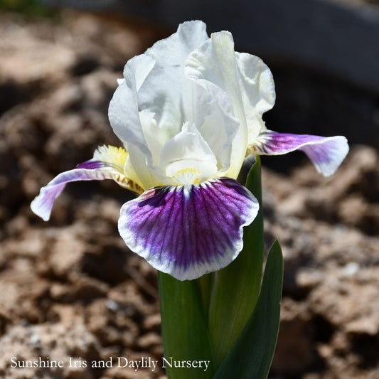 Making Eyes - Dwarf Bearded Iris