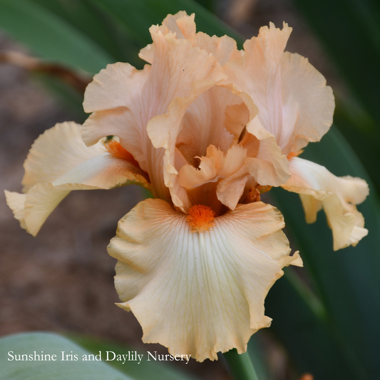 Move On - Tall Bearded Iris