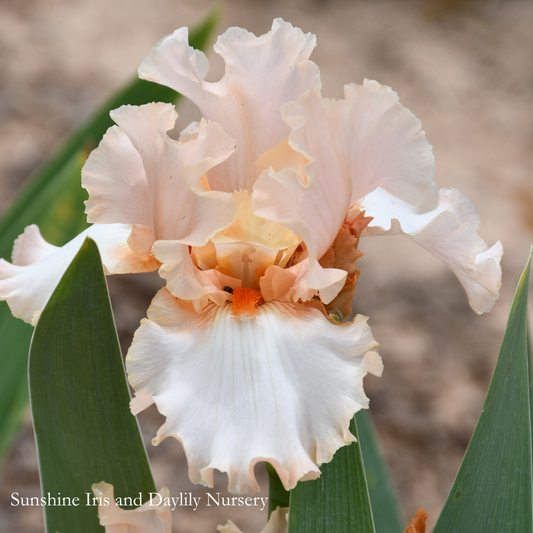 My Dilemma - Tall Bearded Iris