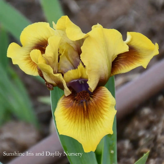 Olives and Umber - Dwarf Bearded Iris Sunshine Iris Nursery